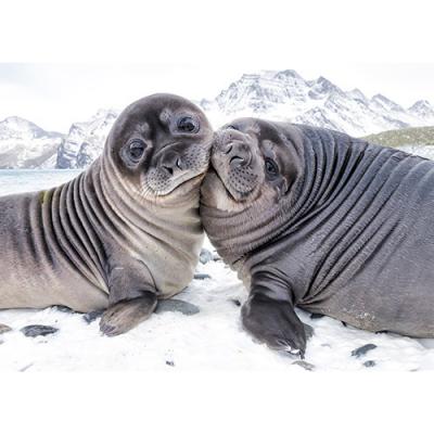 Seal-tide Wishes - Personalised Christmas Cards